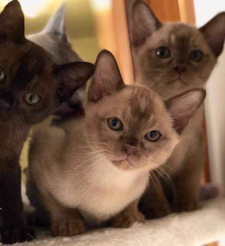 Burma Kitten REINRASSIG - Burma - Meerzig