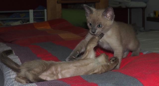 Siam - Thai - Burma - Tonkanesen - Kitten - Burma - Meckenbeuren