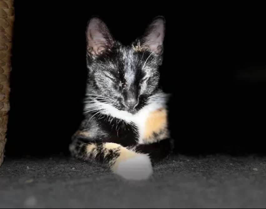 Ruhige, zurückhaltende Katze abzugeben ? Liebevolles Zuhause gesucht - Hauskatzen - Bremerhaven