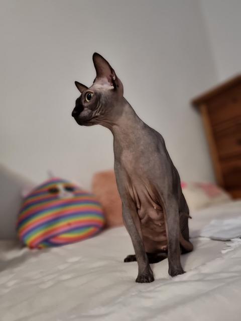 Sphynx katze - Sphynx - Baindt