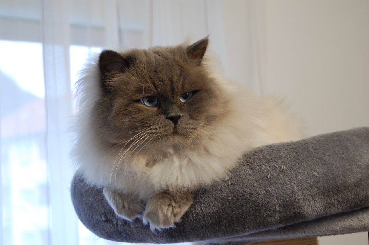 Heilige Birma Deckkater - Deckkater - Künzelsau