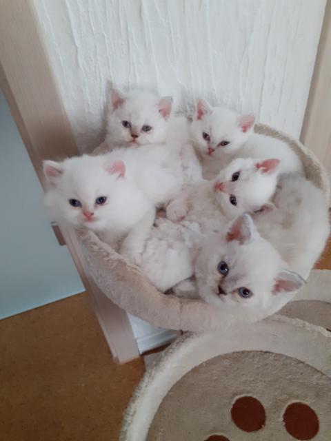 Selkirk Rex Kitten - Selkirk Rex - Plaidt