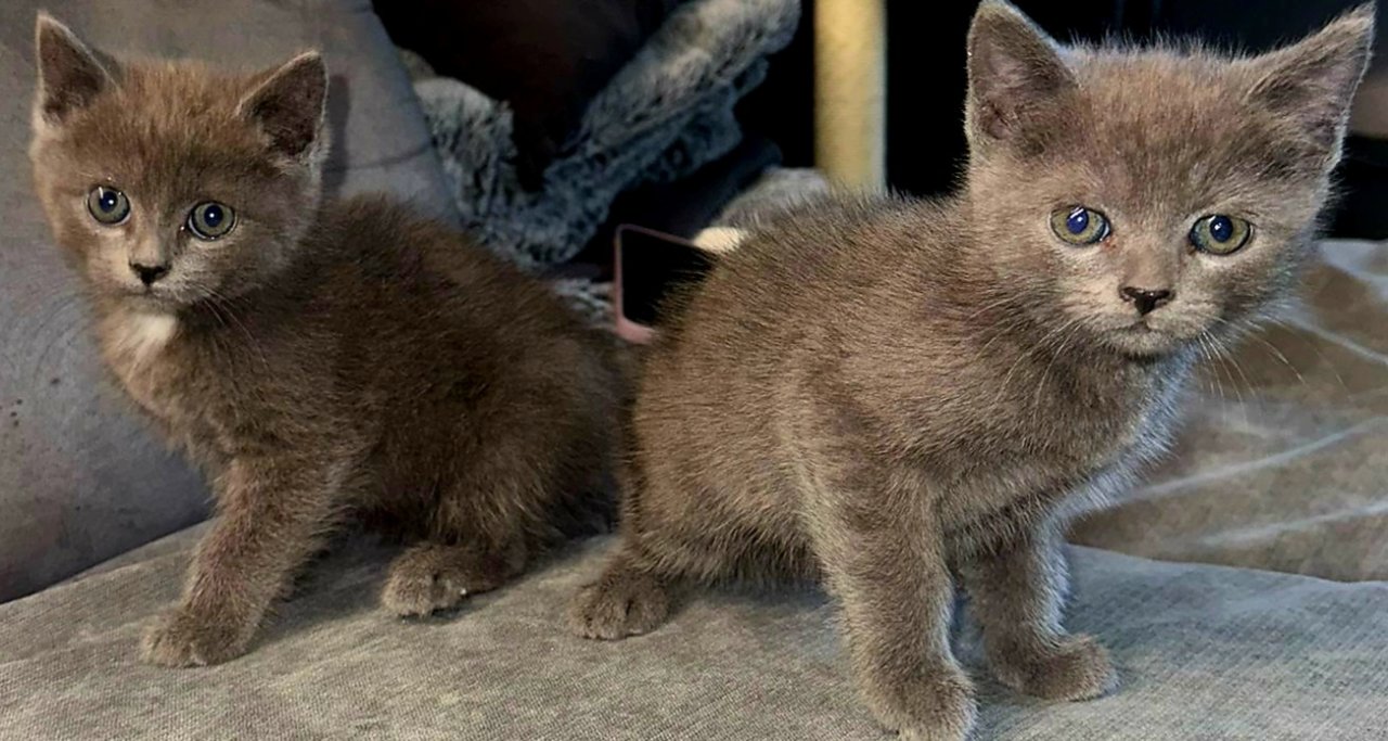 Bkh kitten  abgabe  bereit - British Kurzhaar - Brühl