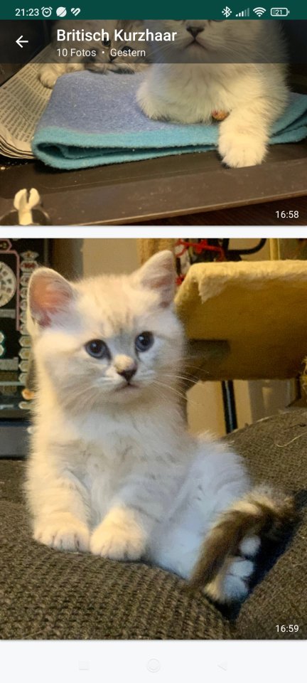 Britisch Kurzhaar Katzenbabys - Colourpoint - Berlin