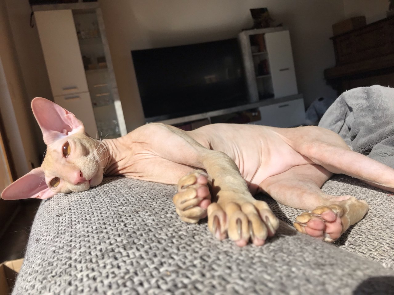 Peterbald Sphynx Siam Orientalisch Kurzhaar Kater - Sphynx - Klingenmünster