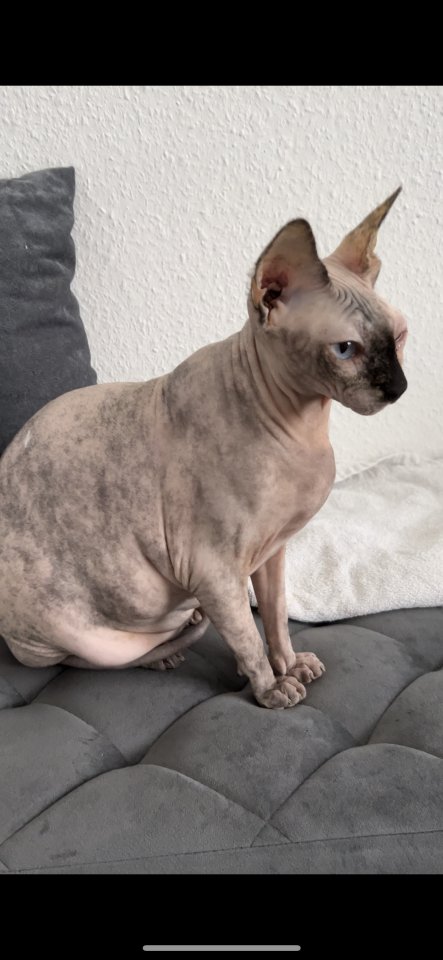 Sphynx Katze Misi fast 5 jahre alt - Hauskatzen - Nürnberg