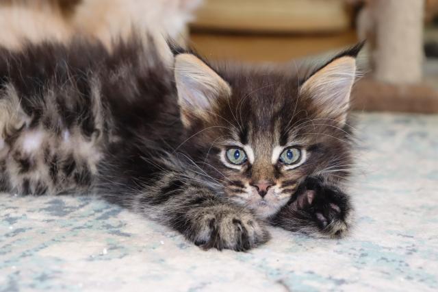 Maine Coon Kater im Wildlook sucht ab Ende August tolles Zuhause - Maine Coon - Sondershausen