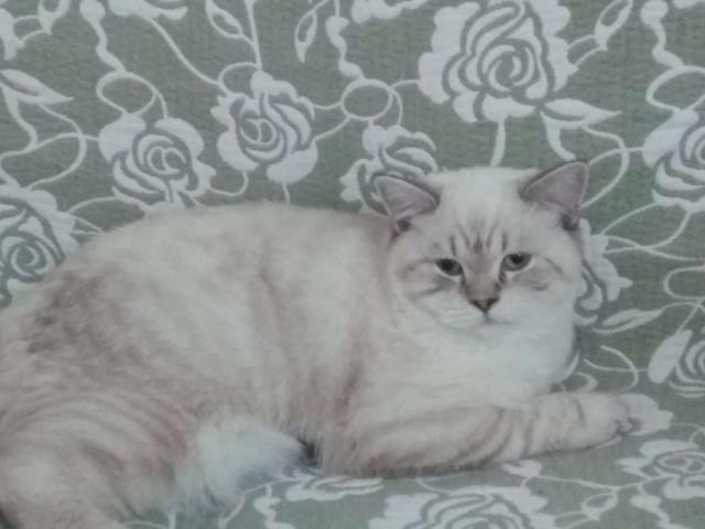 BKH Deckkater - Deckkater - Hemer