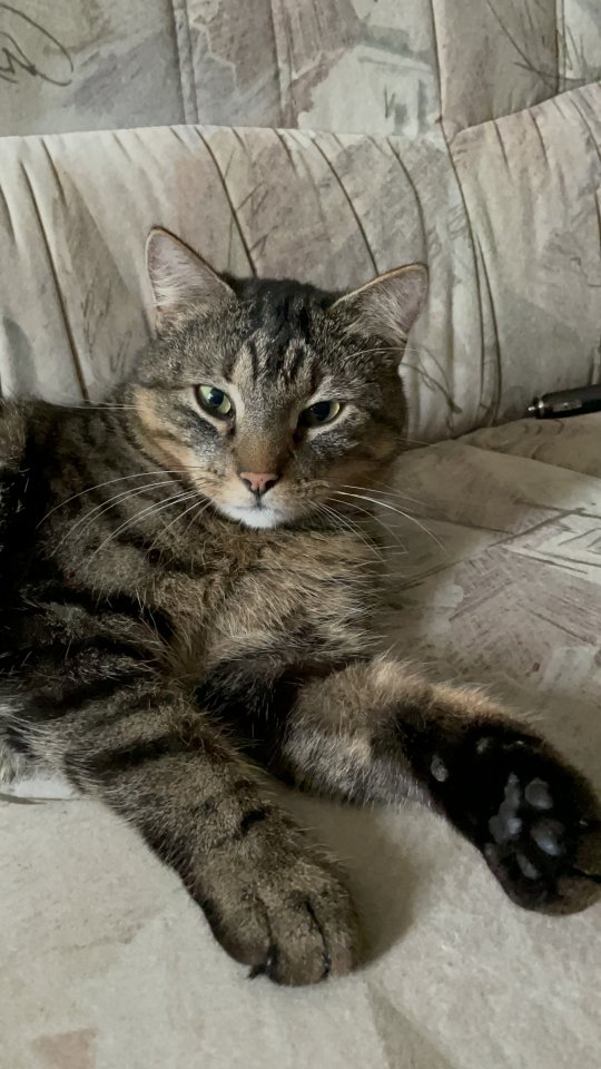 Kater Nick 4 Jahre freigänger - Freigaenger - Mönchengladbach 