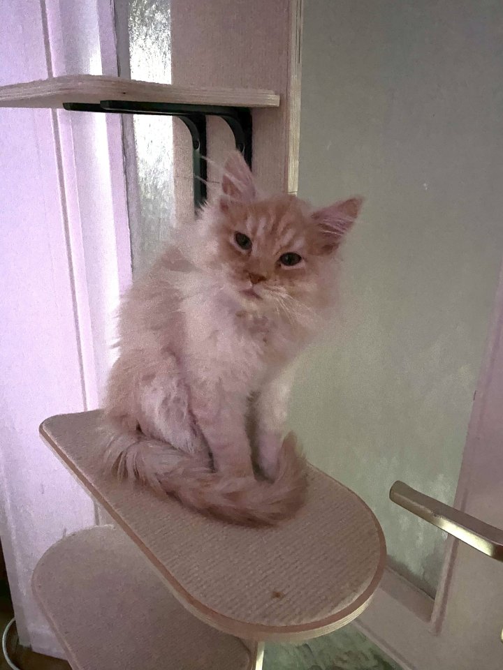 Ein verschmuste Maine Coon Katze sucht nettes zu Hause - Maine Coon - Rüsselsheim