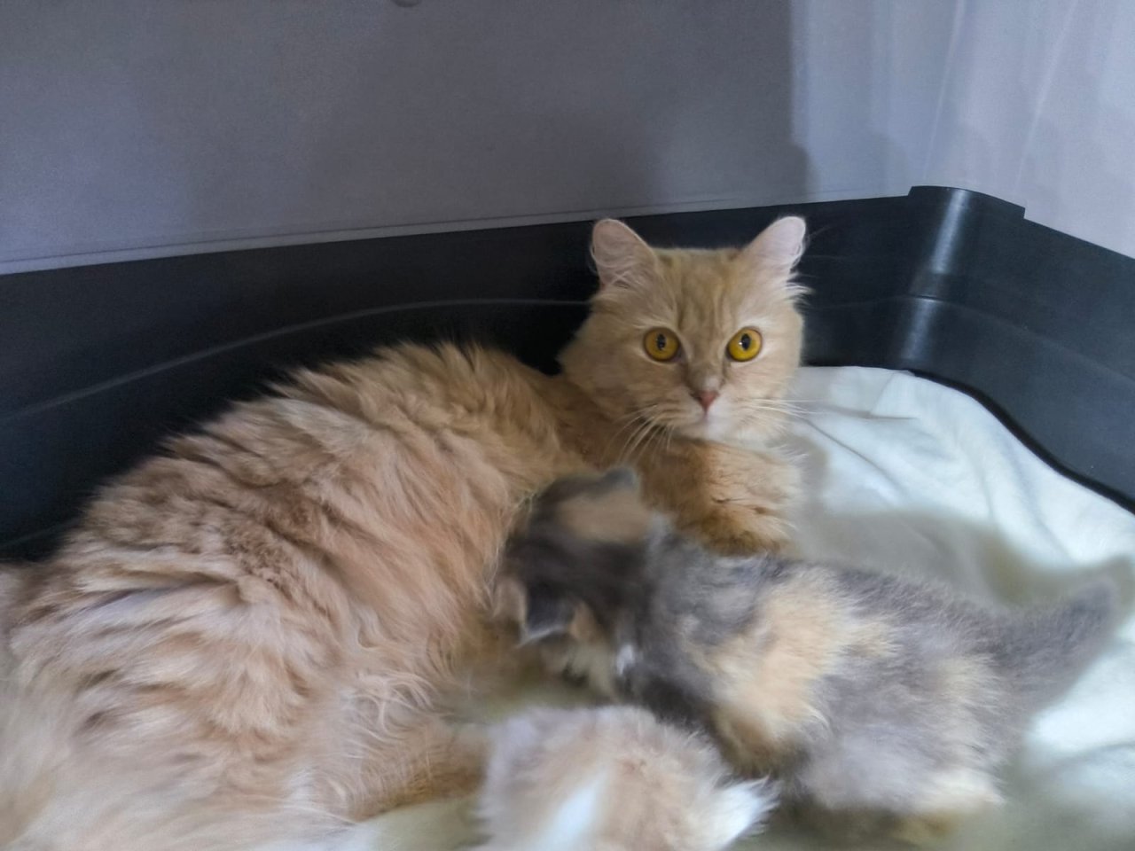 Munchkin Katze und Kitten - Katzen Sonstige - Witten