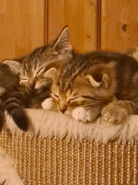 Entzückende BKH /Scotish Fold Mix Kitten  - Scottish Fold - GIEßEN