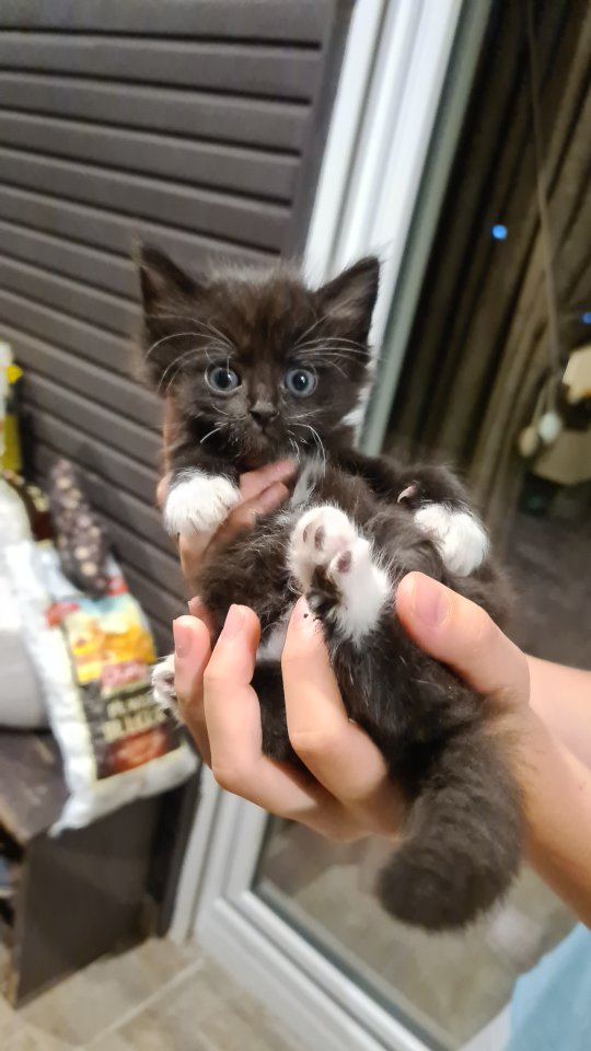 Baby Kitten auf der Suche nach dir - Hauskatzen - KREFELD