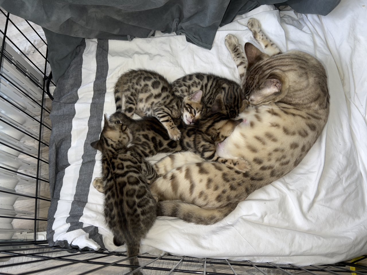 Reinrassige Bengal-Kitten - Bengal - Gelsenkirchen