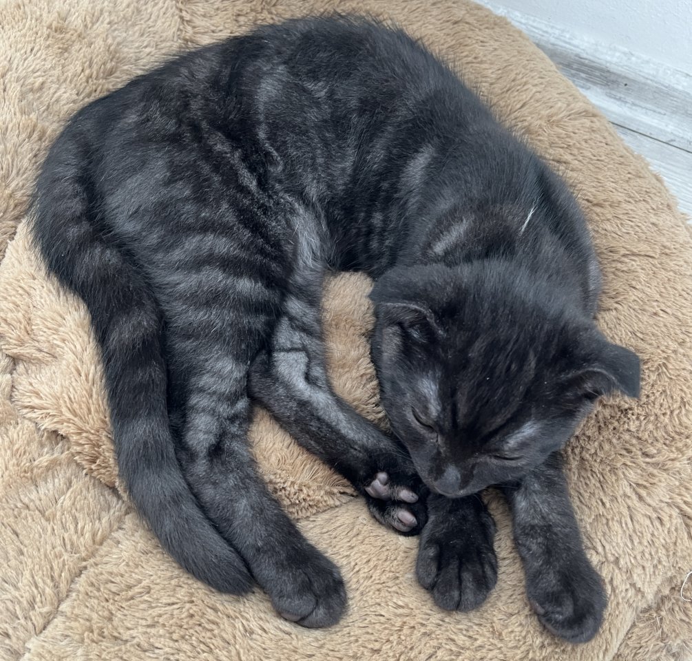 BKH Kitte schwarz grau gestreift - British Kurzhaar - Bad Hersfeld