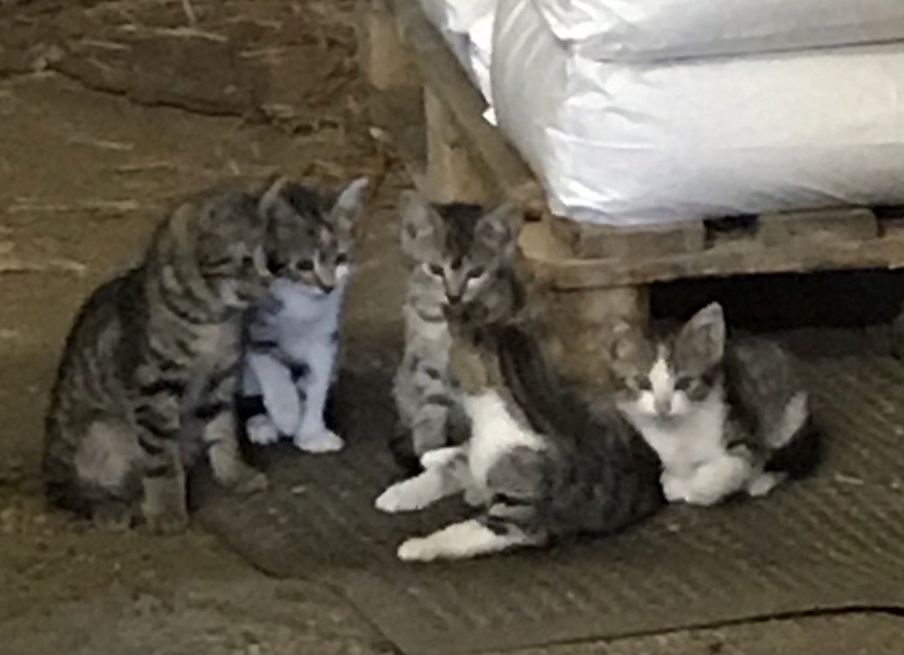 12 Wochen alte Kitten suchen ein neues Zuhause - Hauskatzen - Diepholz