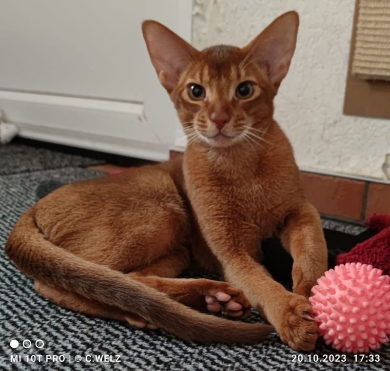 Charmanter reinrassiger 12 Monate alter Abessinier Kater mit Abstammungsurkunde - Abessinier - Bad Lauterberg im Harz